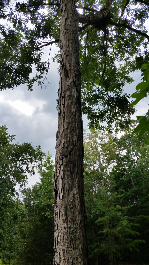 Spiral lightning scar runs top to bottom of now dead tree